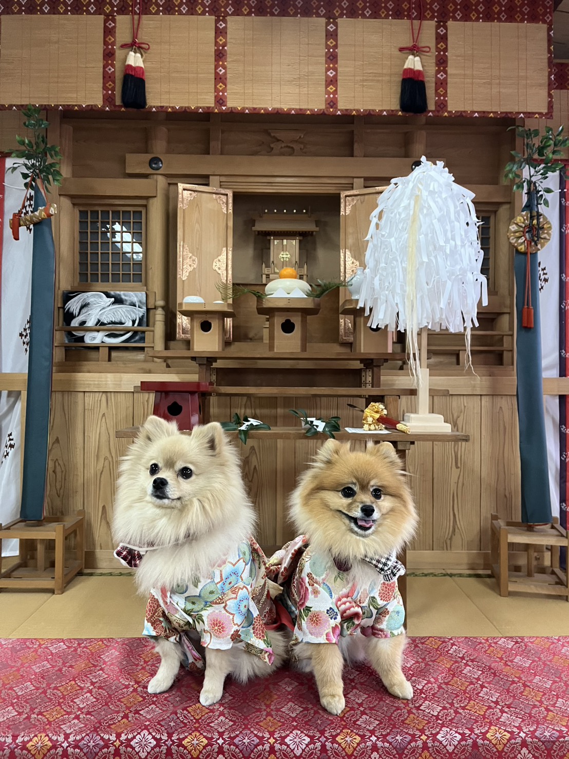和風の装飾のある室内で、花柄の着物を着た2匹のポメラニアンが並んで座っている