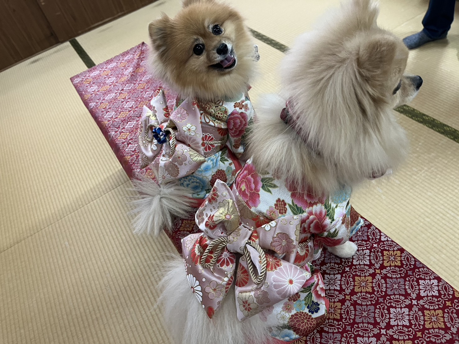 和室で華やかな着物を着た二匹のポメラニアンが座っており、一匹はカメラ目線で笑顔。