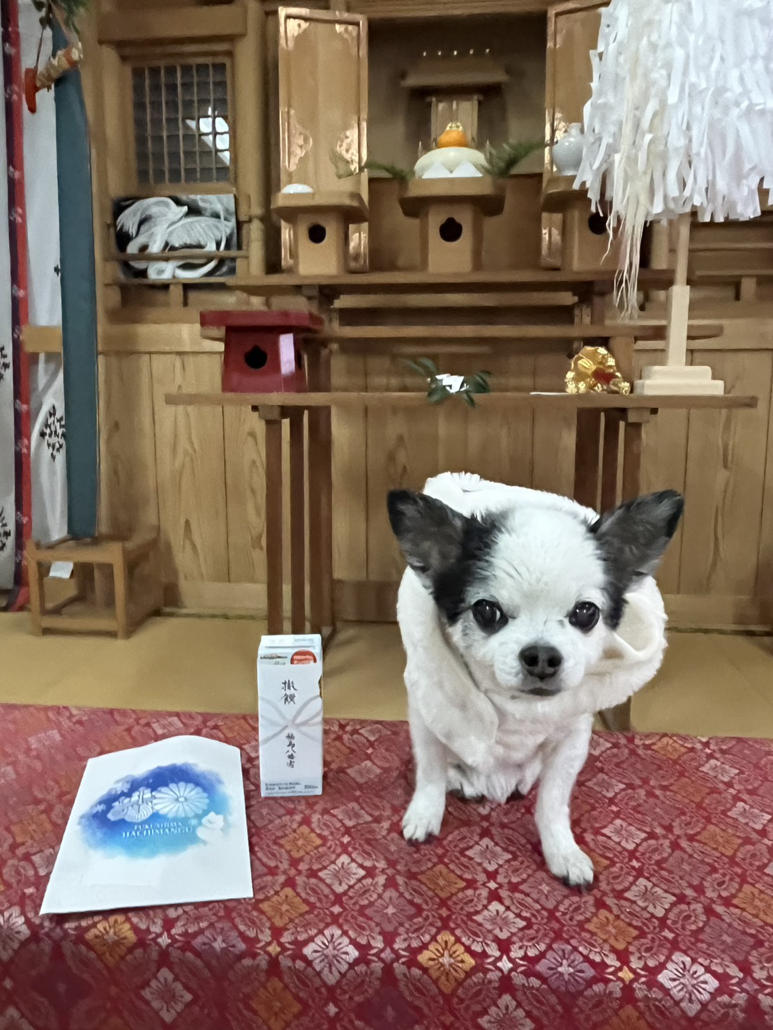 神棚の前の赤い敷物の上に白黒の小型犬と紙袋と箱が置かれている室内の様子。