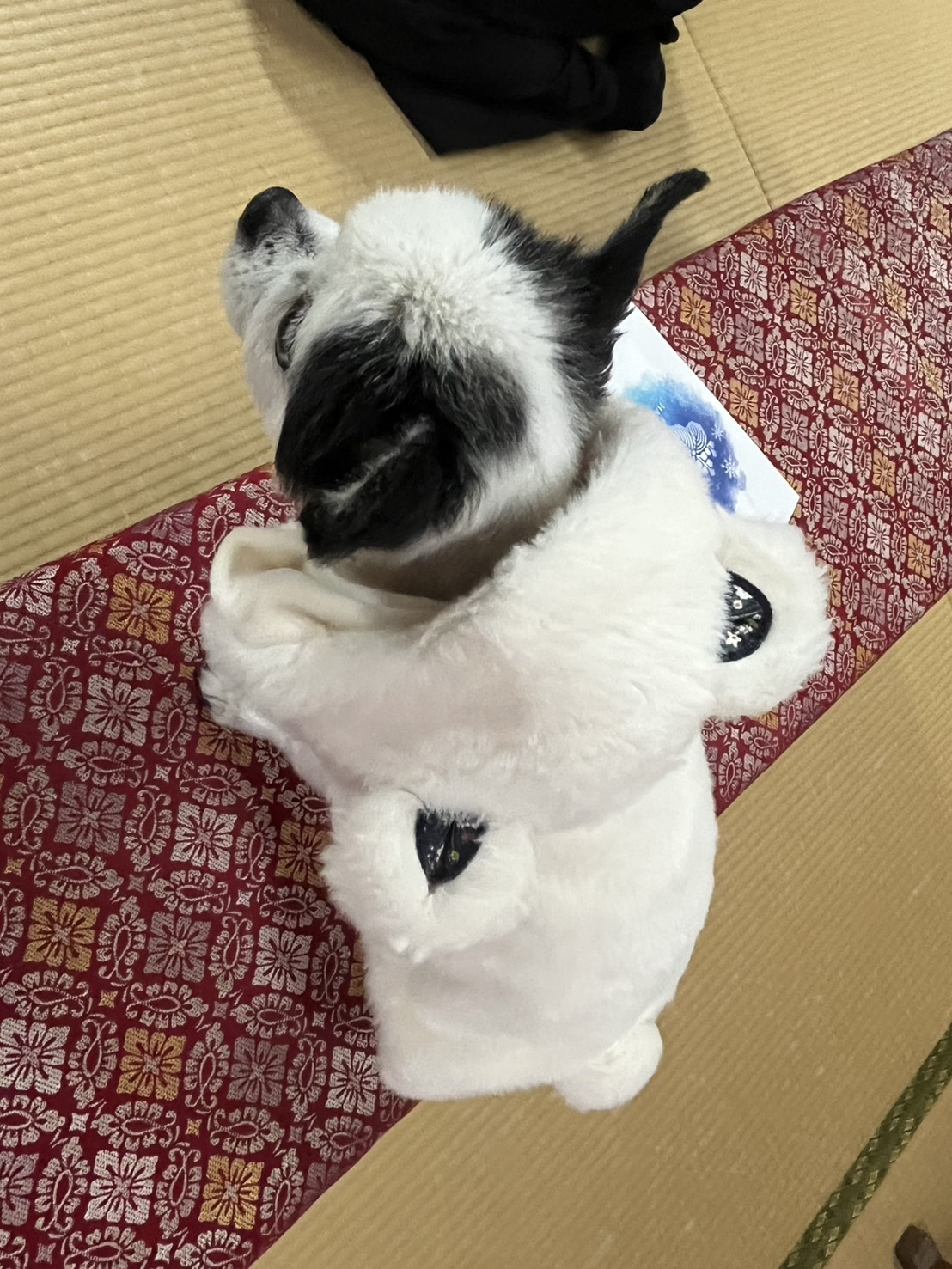 畳の上の赤い花柄布の上に座る白黒の小型犬が白いふわふわの服を着ている様子