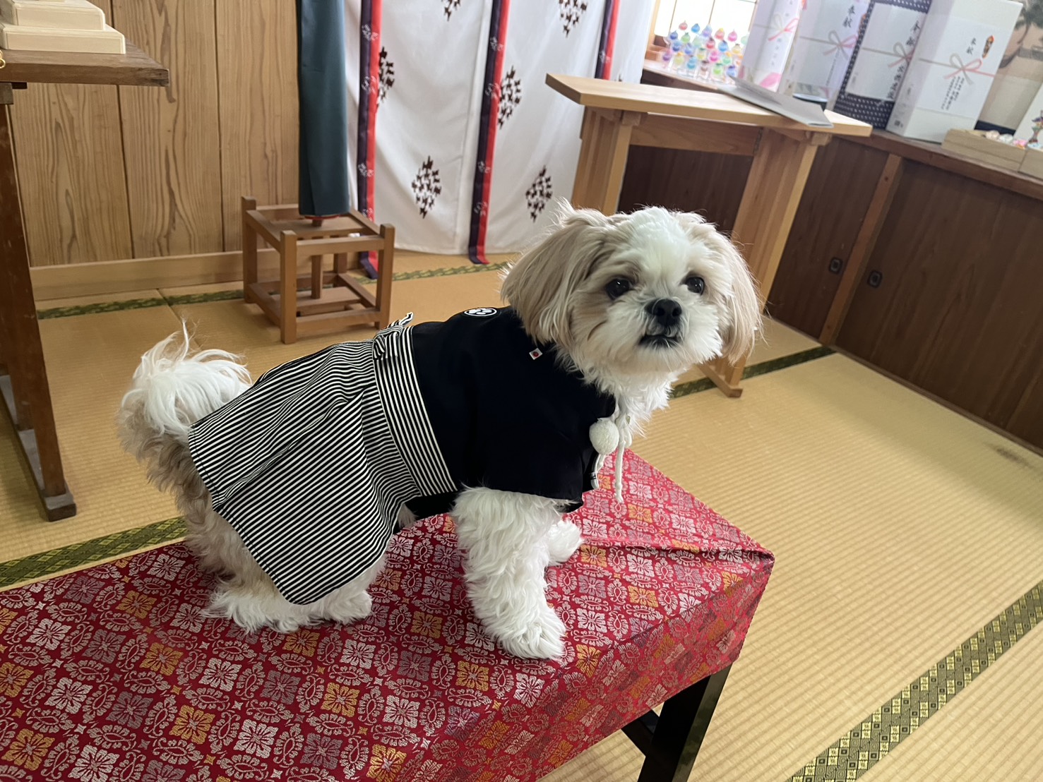 和室の赤い布がかかった台の上に、黒と白の和装を着た小型の白い犬が乗っている様子。