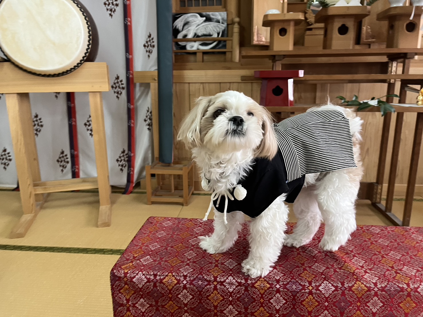 和室の赤い座布団の上に立ち、黒と白の服を着た白い小型犬がこちらを見ている。