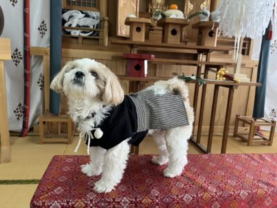 和室の畳の上で黒と白の服を着た小型の白い犬が赤い布の上に立っている様子