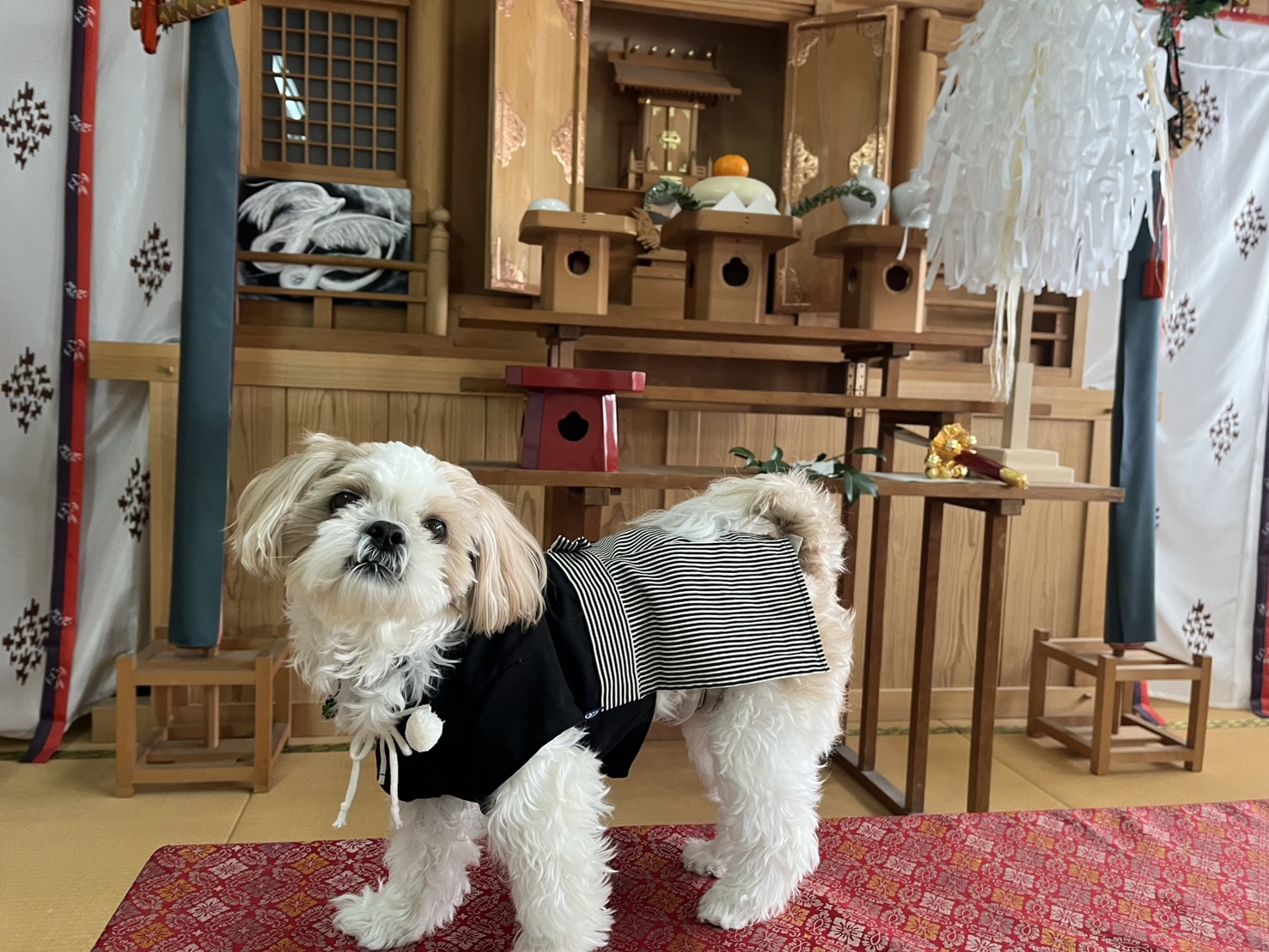 和室の床の間で、袴姿の小型白茶犬が赤い敷物の上に立っている様子。